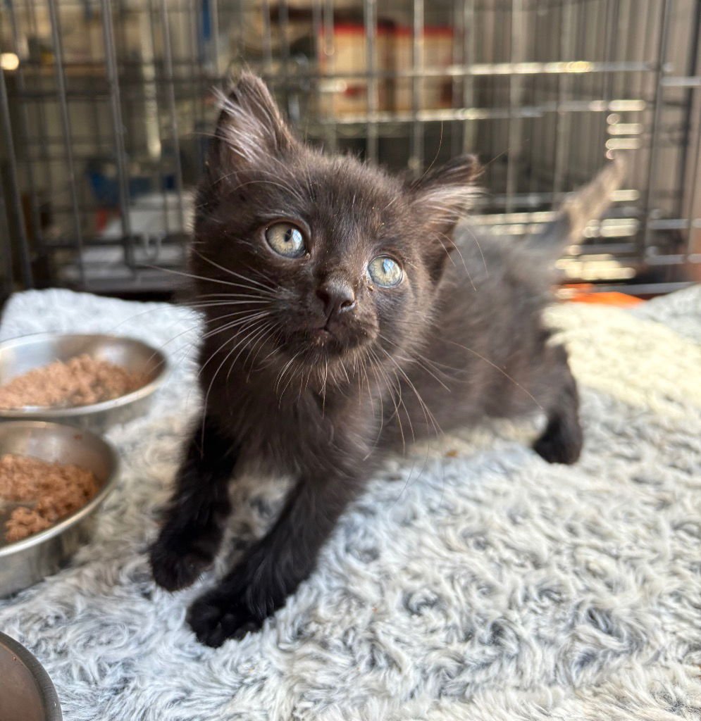 LEVI - Domestic Short Hair available for adoption