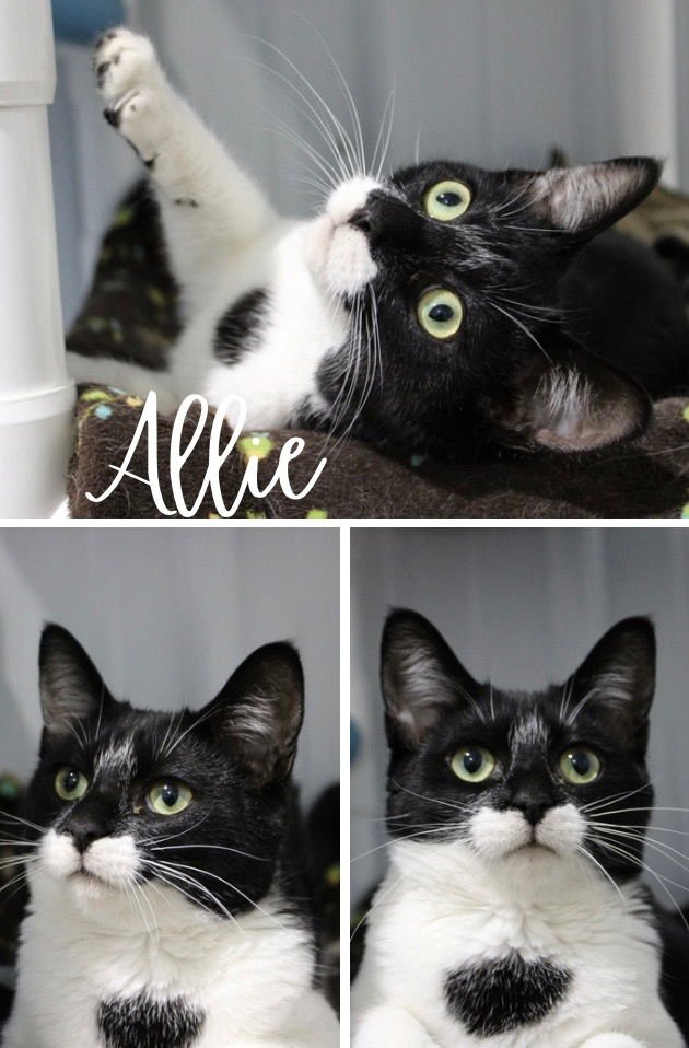 ALLIE - Domestic Short Hair available for adoption