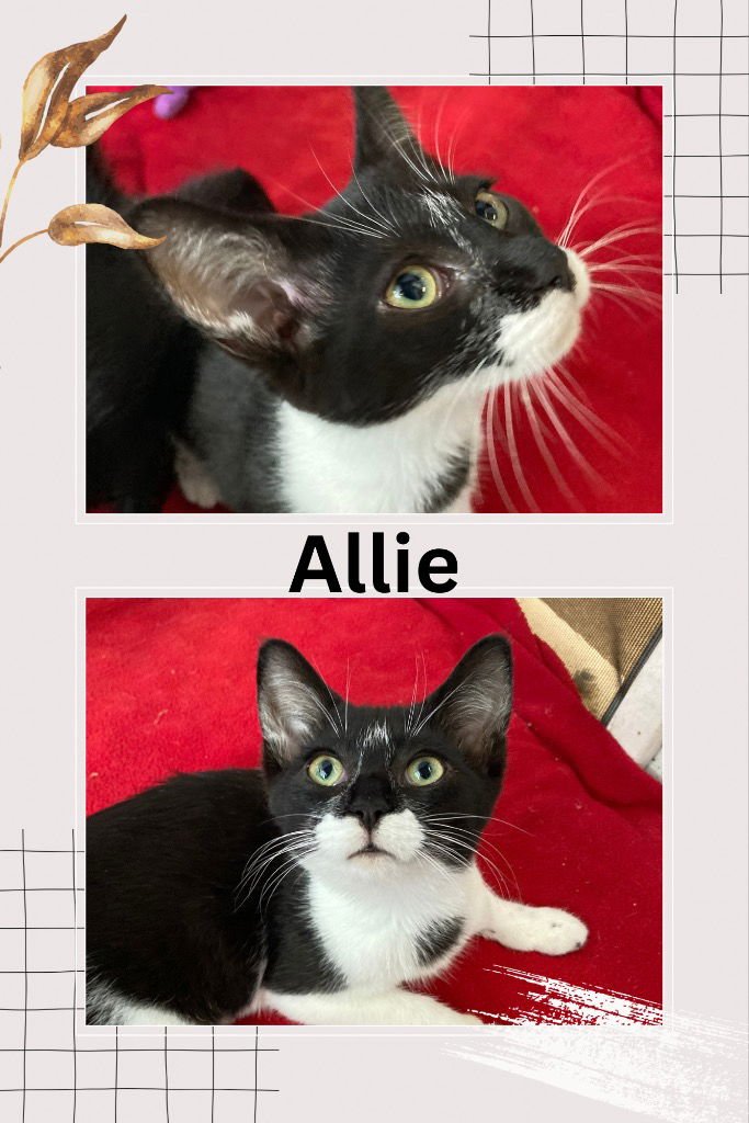 ALLIE - Domestic Short Hair available for adoption
