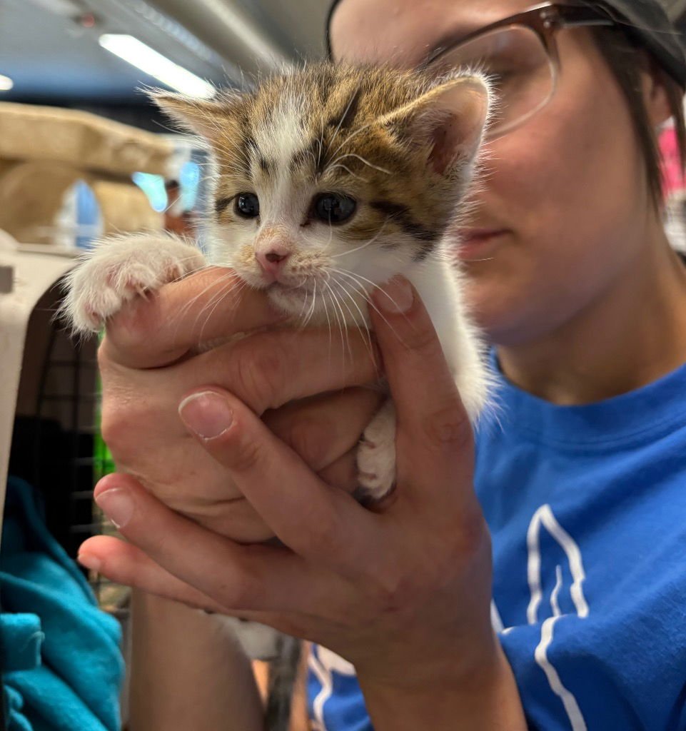 RAY - Domestic Short Hair available for adoption