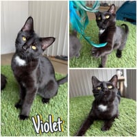 Violet- SPONSORED - Photo 1