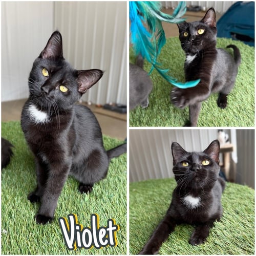 VIOLET- SPONSORED - Domestic Short Hair available for adoption