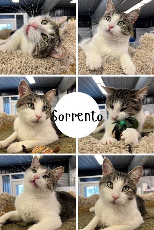 SORRENTO - Domestic Short Hair available for adoption