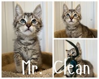 Mr. Clean - Photo 1