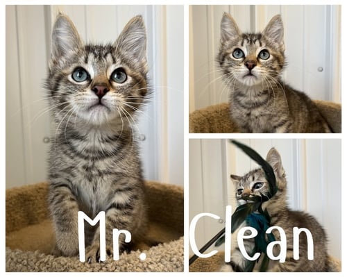 MR. CLEAN - Domestic Short Hair for adoption in Fort Wayne