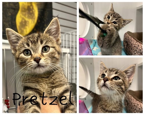 GIANT JUMBO PRETZEL - Domestic Short Hair available for adoption