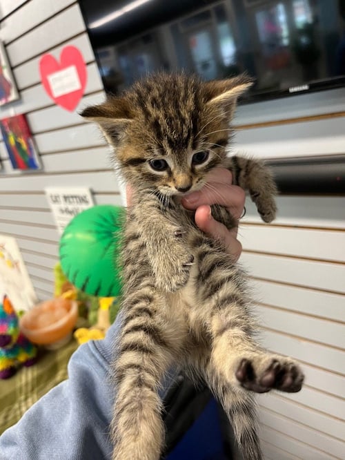 GIANT JUMBO PRETZEL - Domestic Short Hair available for adoption