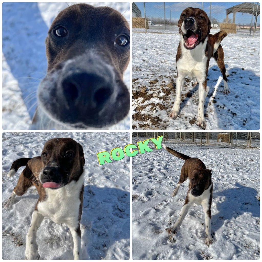 ROCKY - Terrier / Beagle available for adoption