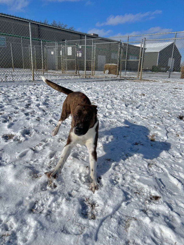 ROCKY - Terrier / Beagle available for adoption
