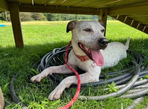 ANNA - American Staffordshire Terrier / Australian Cattle Dog/Blue Heeler available for adoption