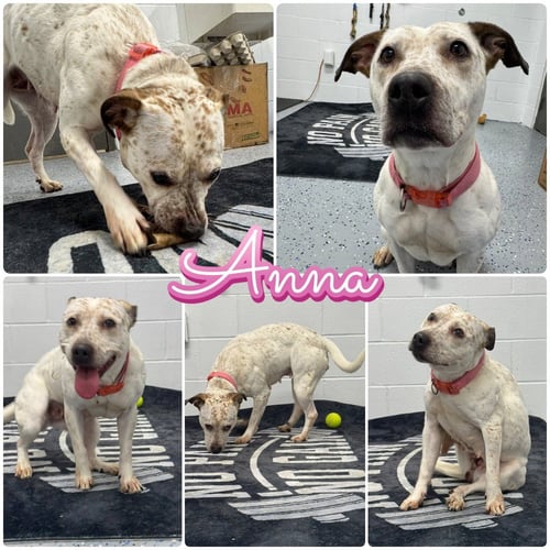 ANNA - American Staffordshire Terrier / Australian Cattle Dog/Blue Heeler available for adoption