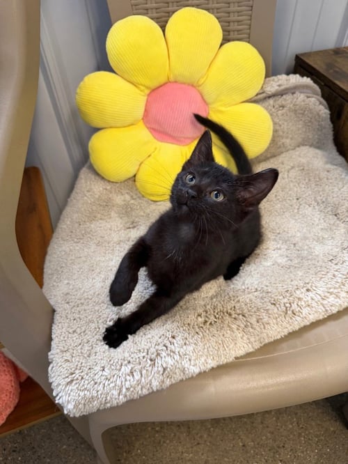BUBBLEGUM - Domestic Short Hair available for adoption