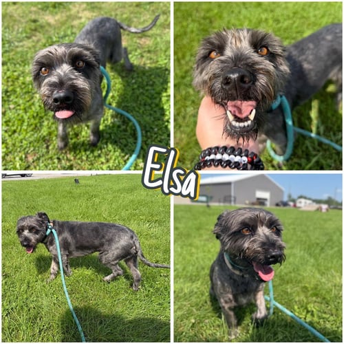 ELSA - Terrier / Schnauzer available for adoption