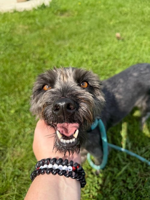 ELSA - Terrier / Schnauzer available for adoption