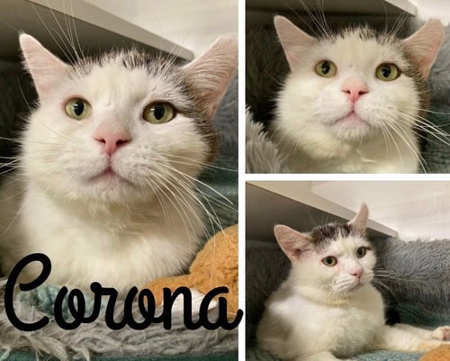 CORONA- FIV+ - Domestic Short Hair available for adoption