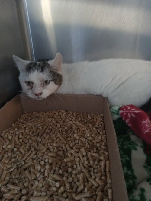 CORONA- FIV+ - Domestic Short Hair available for adoption