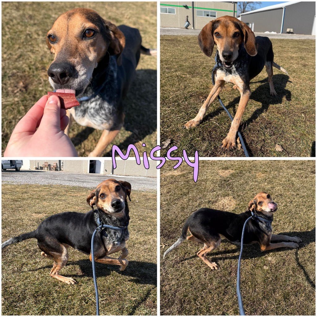 MISSY - Coonhound available for adoption