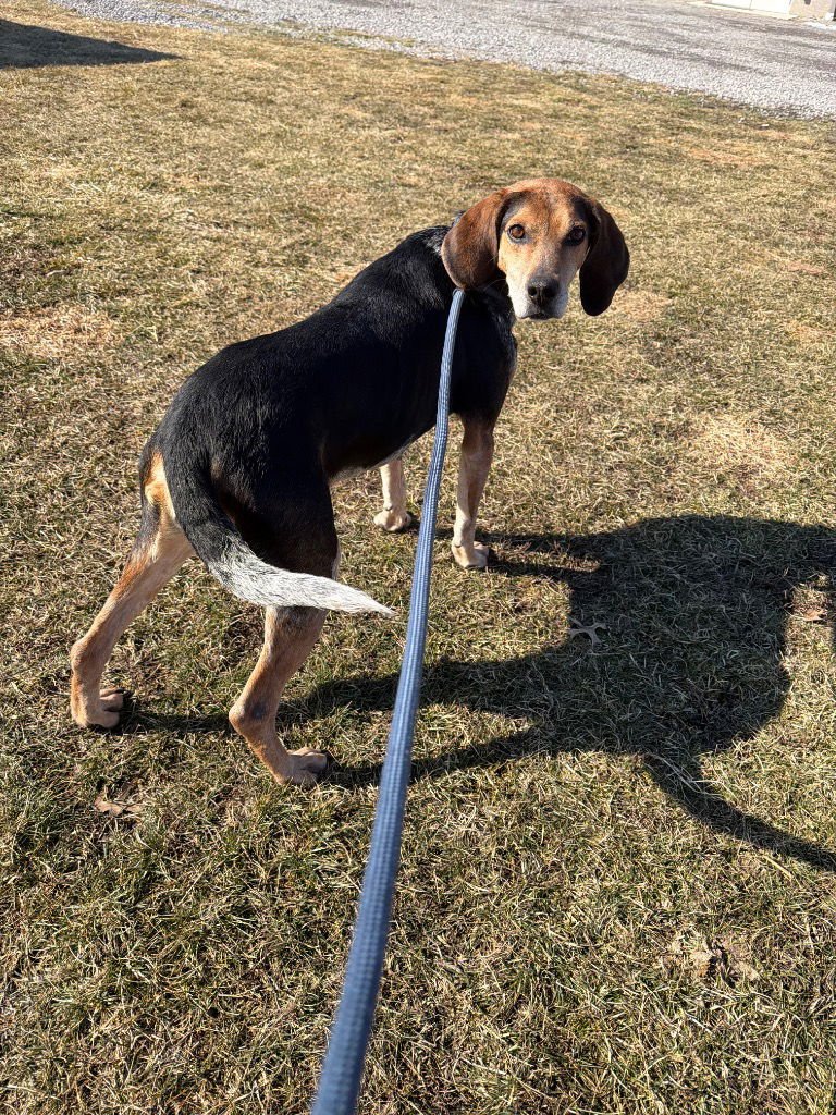 MISSY - Coonhound available for adoption