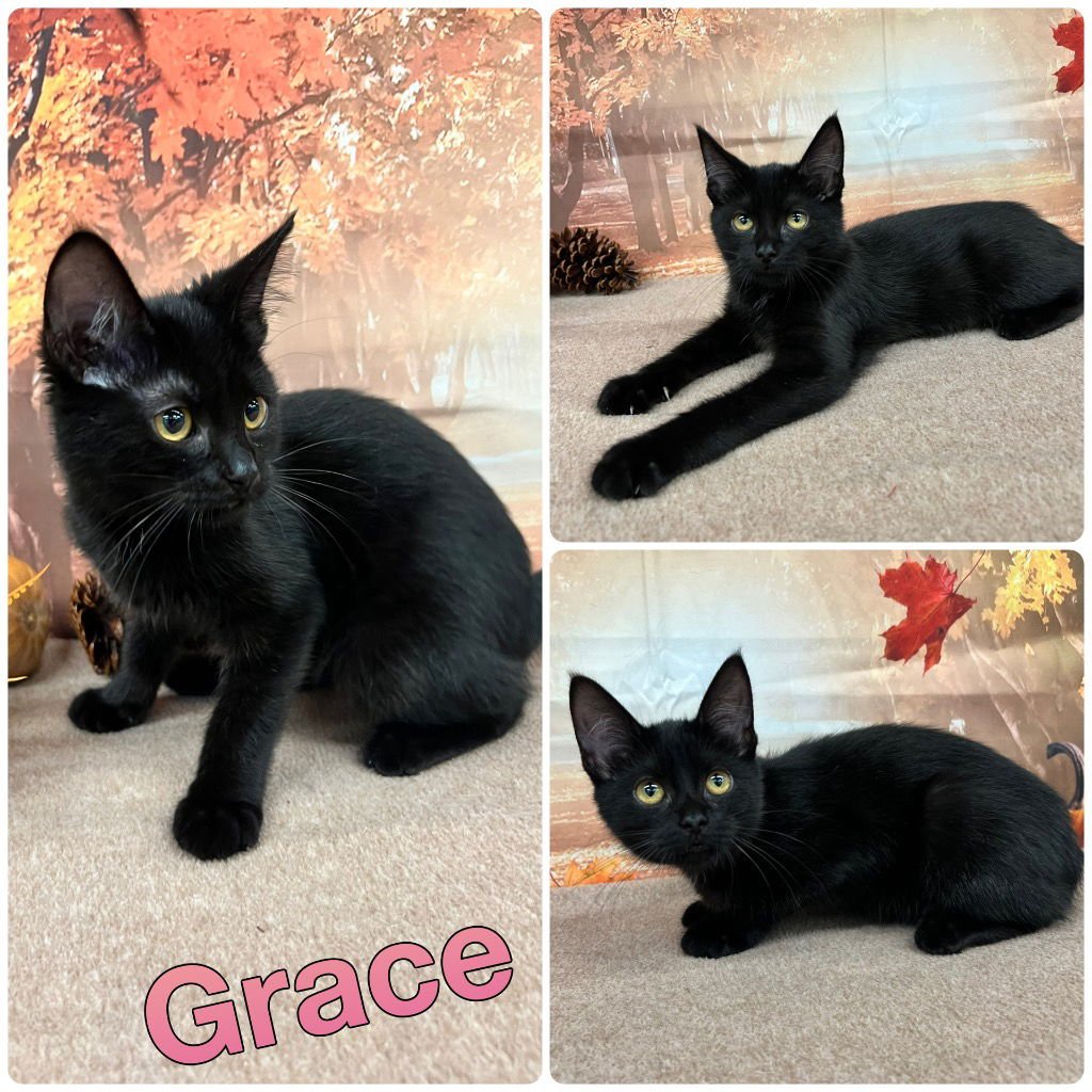 GRACE- SILO - Domestic Short Hair available for adoption