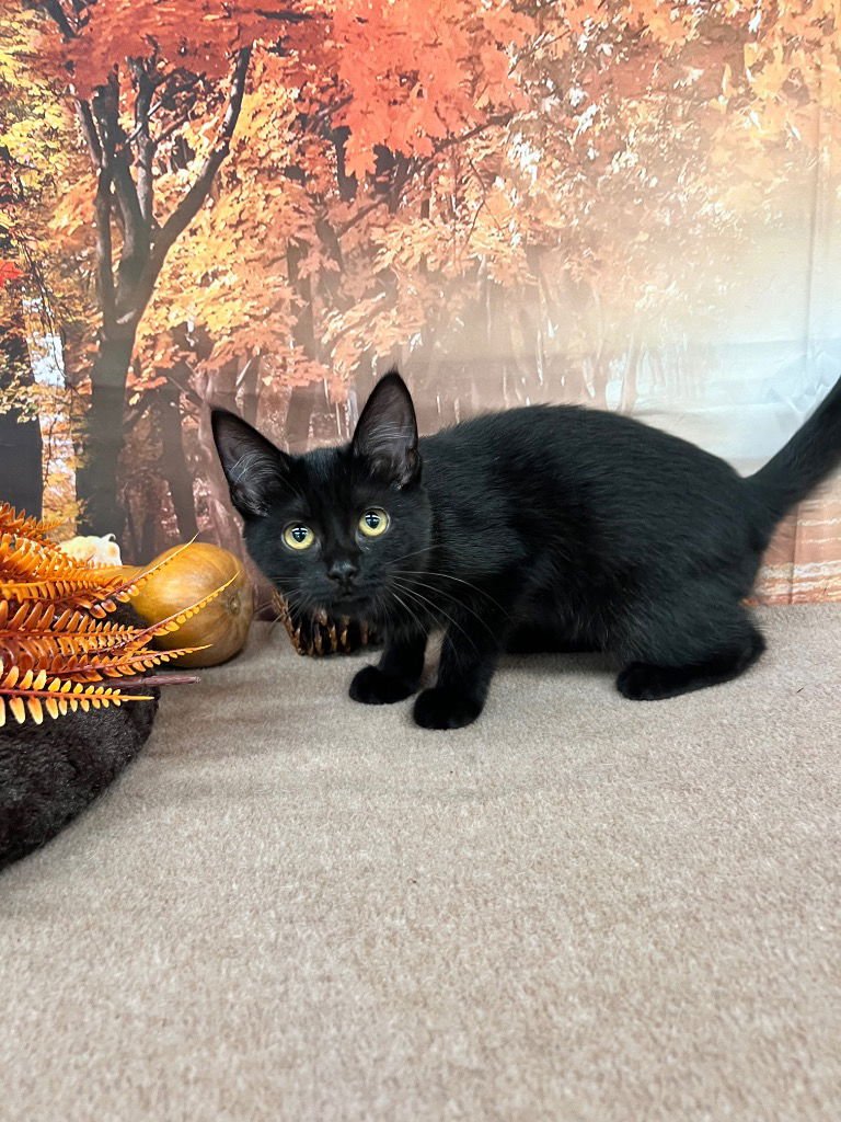 GRACE- SILO - Domestic Short Hair available for adoption