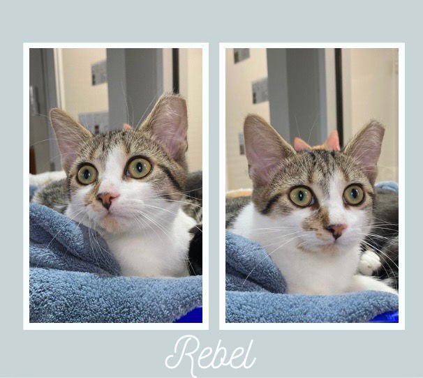 REBEL - Domestic Short Hair available for adoption