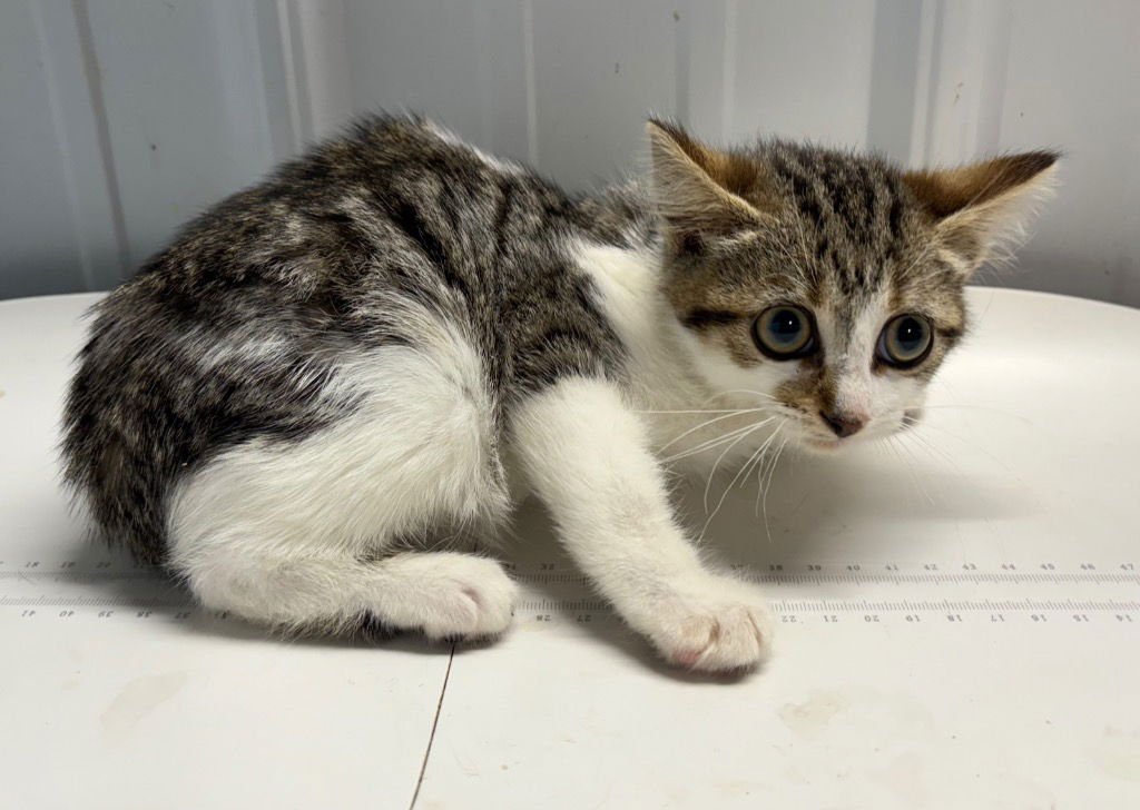 REBEL - Domestic Short Hair available for adoption