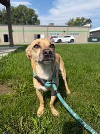 Booger - Photo 4