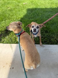 Booger - Photo 2