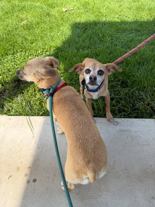 BOOGER - Chihuahua / Dachshund available for adoption