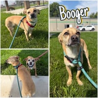 Booger - Photo 1