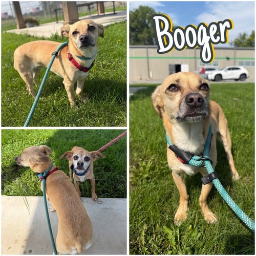 BOOGER - Chihuahua / Dachshund available for adoption