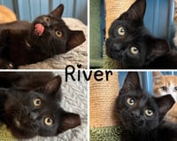 River - Photo 1