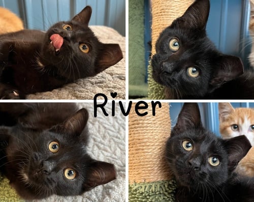 RIVER - Domestic Short Hair available for adoption