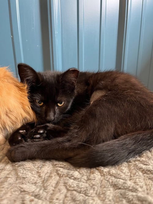 RIVER - Domestic Short Hair available for adoption