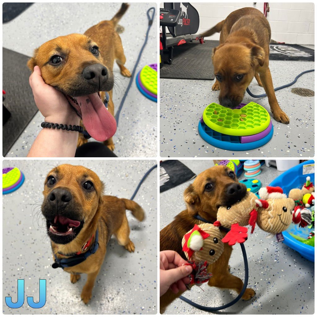 JJ - Terrier / Beagle available for adoption