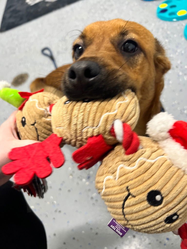 JJ - Terrier / Beagle available for adoption