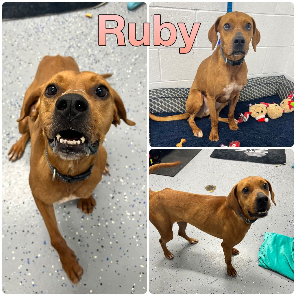 RUBY - Redbone Coonhound available for adoption