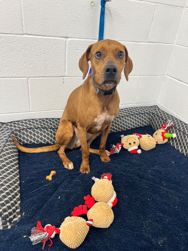 RUBY - Redbone Coonhound available for adoption