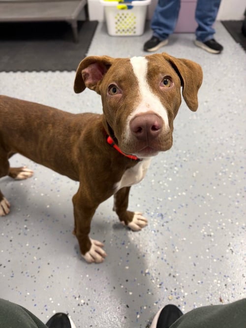 ARCHIE - American Staffordshire Terrier available for adoption