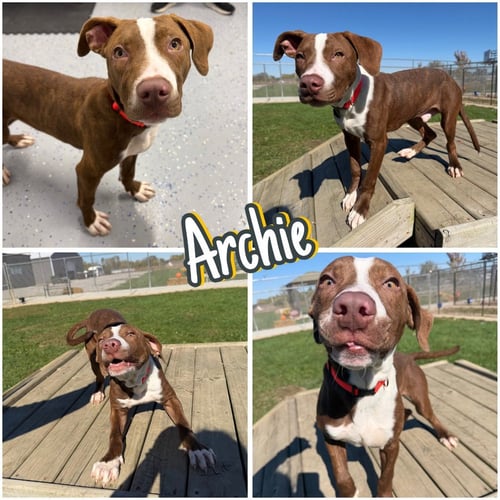 ARCHIE - American Staffordshire Terrier available for adoption