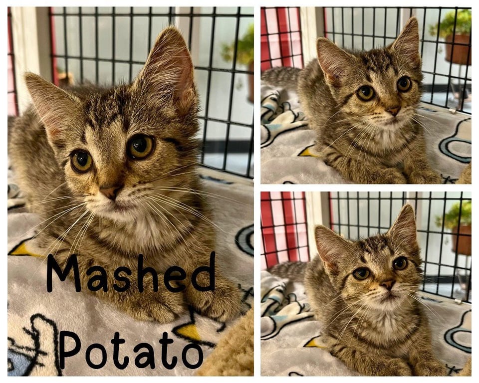 Mashed Potato Image