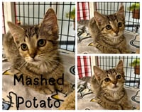 Mashed Potato - Photo 1