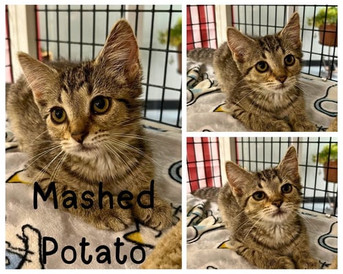 MASHED POTATO - Domestic Short Hair available for adoption