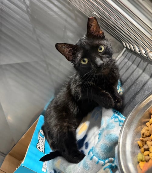 CLOVER- SILO - Domestic Short Hair available for adoption
