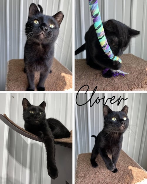 CLOVER- SILO - Domestic Short Hair available for adoption