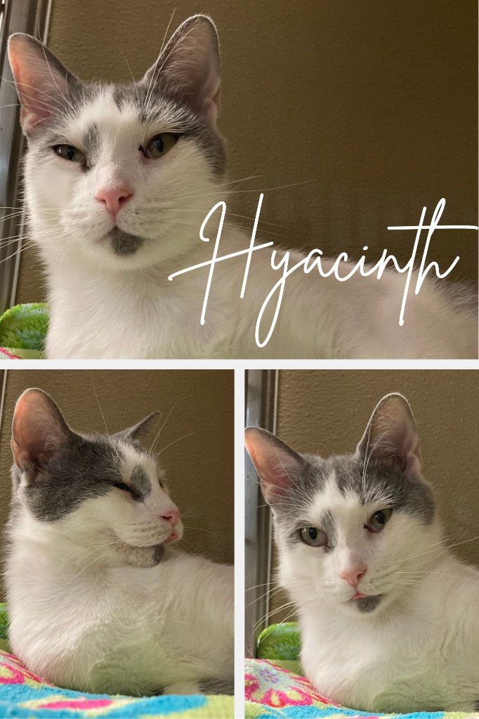 HYACINTH - FEE WAIVED - Domestic Short Hair available for adoption