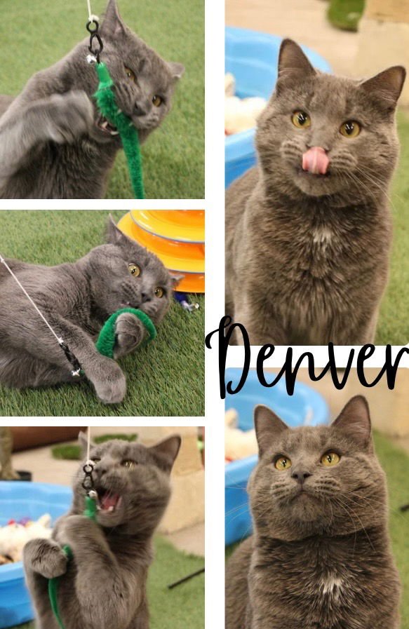 DENVER - Domestic Short Hair available for adoption