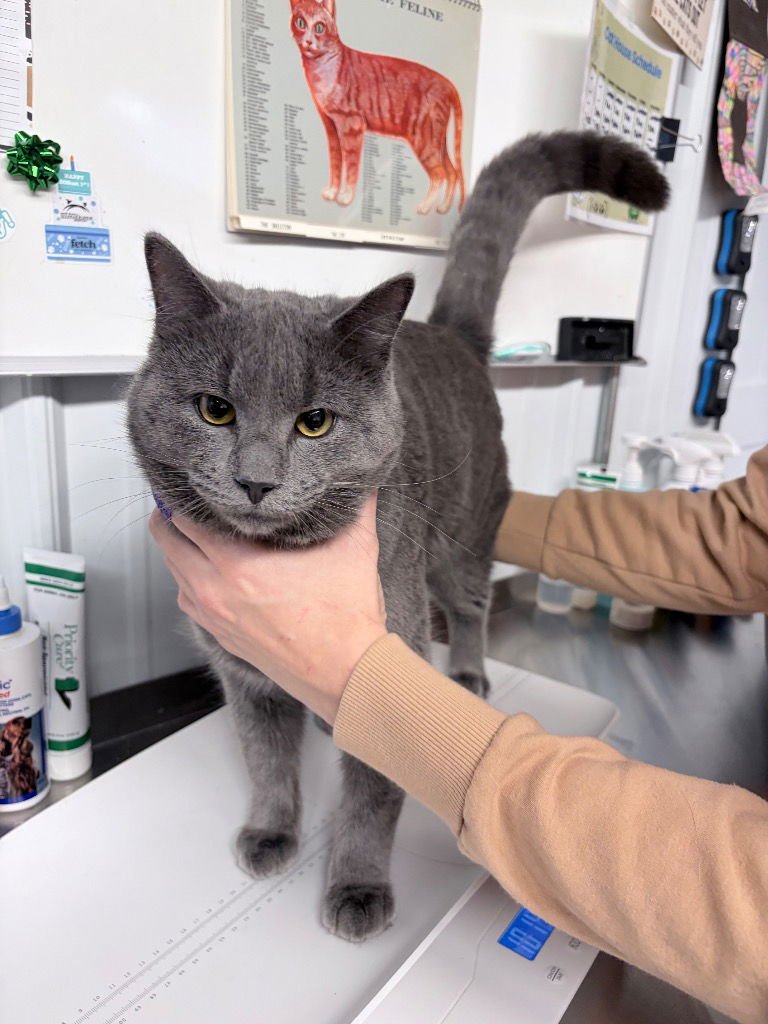 DENVER - Domestic Short Hair available for adoption