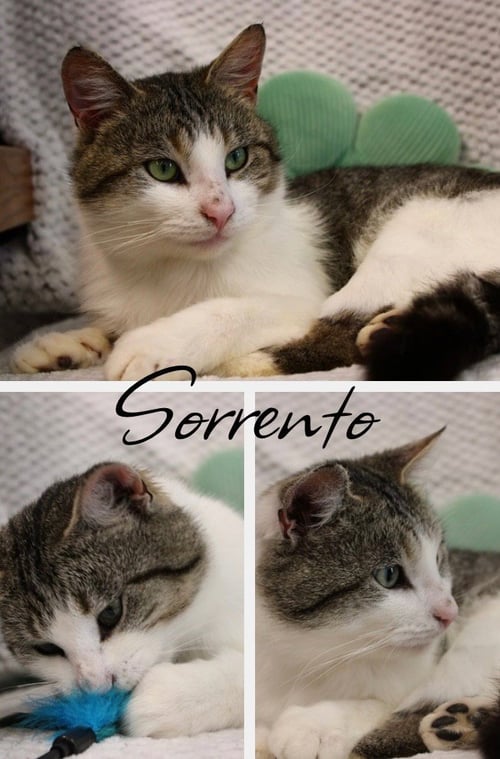 SORRENTO - Domestic Short Hair available for adoption