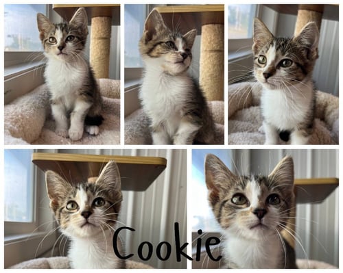 COOKIE - Domestic Short Hair available for adoption